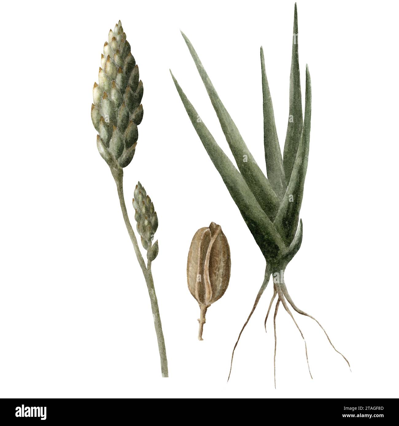 Botanische Zeichensätze von Aloe Vera grünen Blättern, Samen, Knospen isoliert auf weißem Hintergrund. Realistische Skizze für Aufkleber und Bannerdesigns. Stockfoto