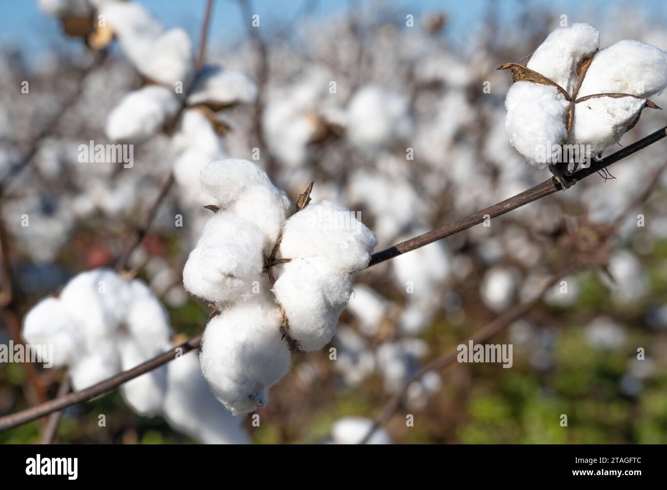 Baumwollanbau auf einer Farm im Emanuel County, Georgia. (USA) Stockfoto
