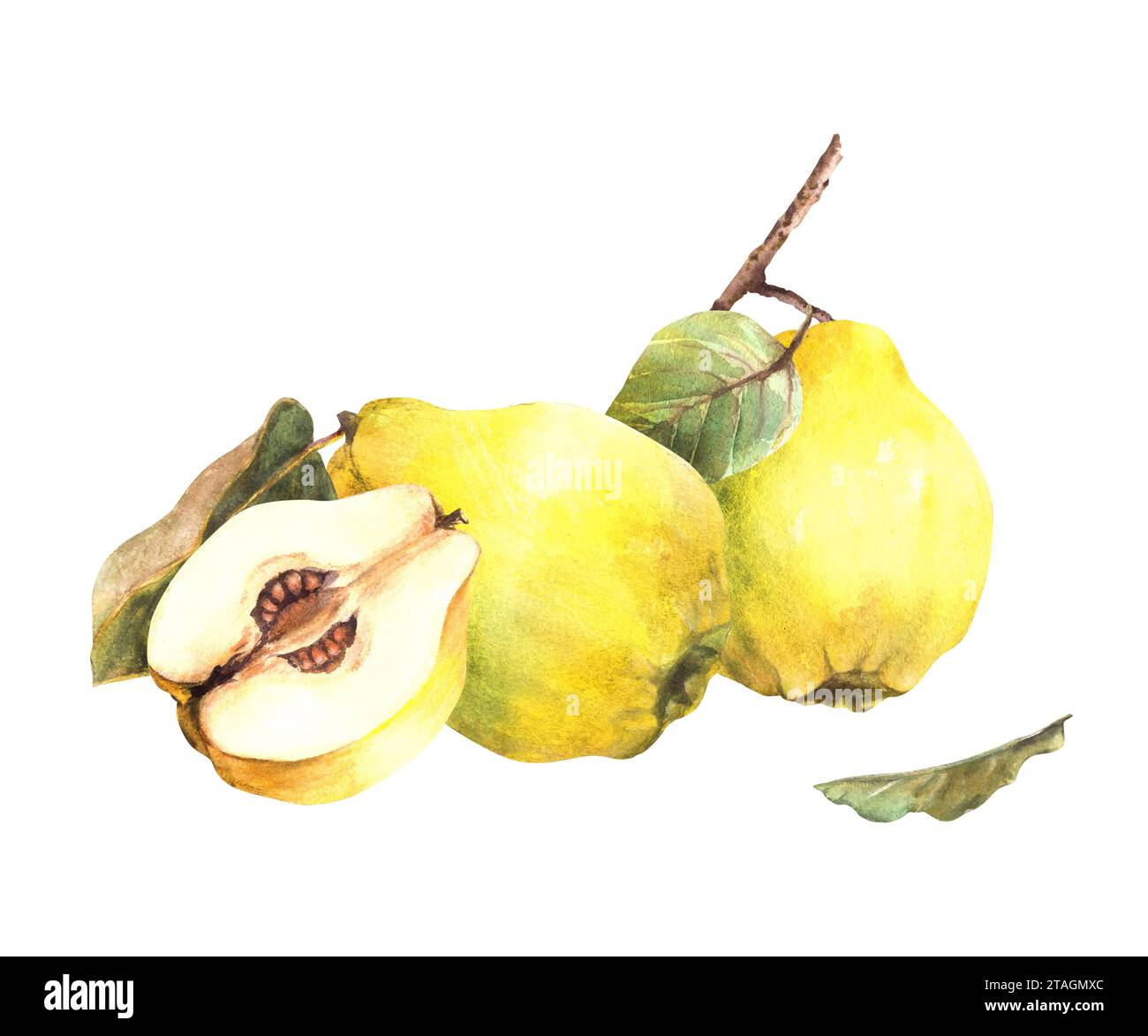 Handgemalte Aquarellanordnung. Gelbe reife, saftige Quitte ganz und geschnittene Früchte mit Samen, Zweig und Blättern. Clipart-Abbildung für Stockfoto