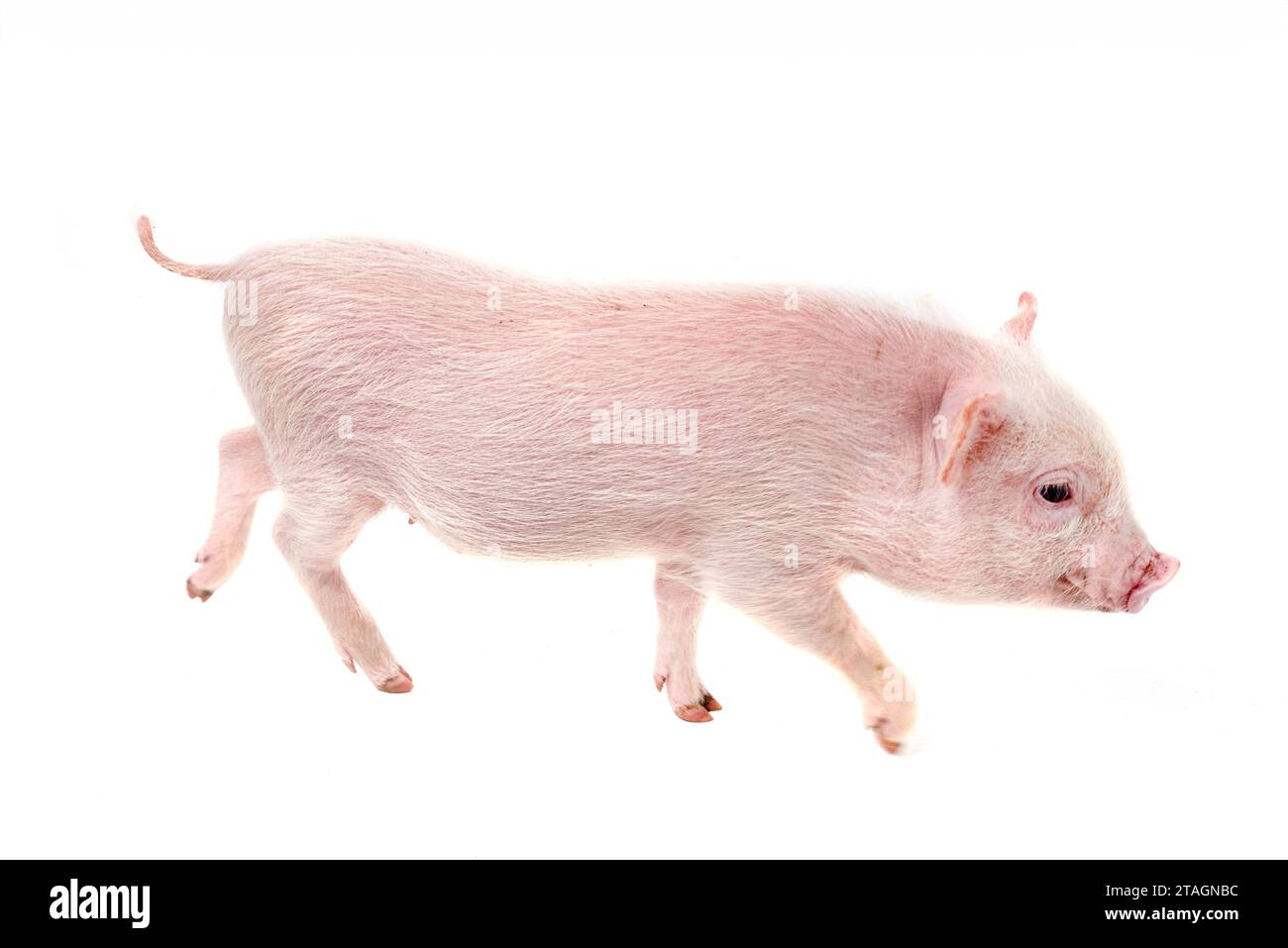 Rosafarbenes Miniaturschwein vor weißem Hintergrund Stockfoto