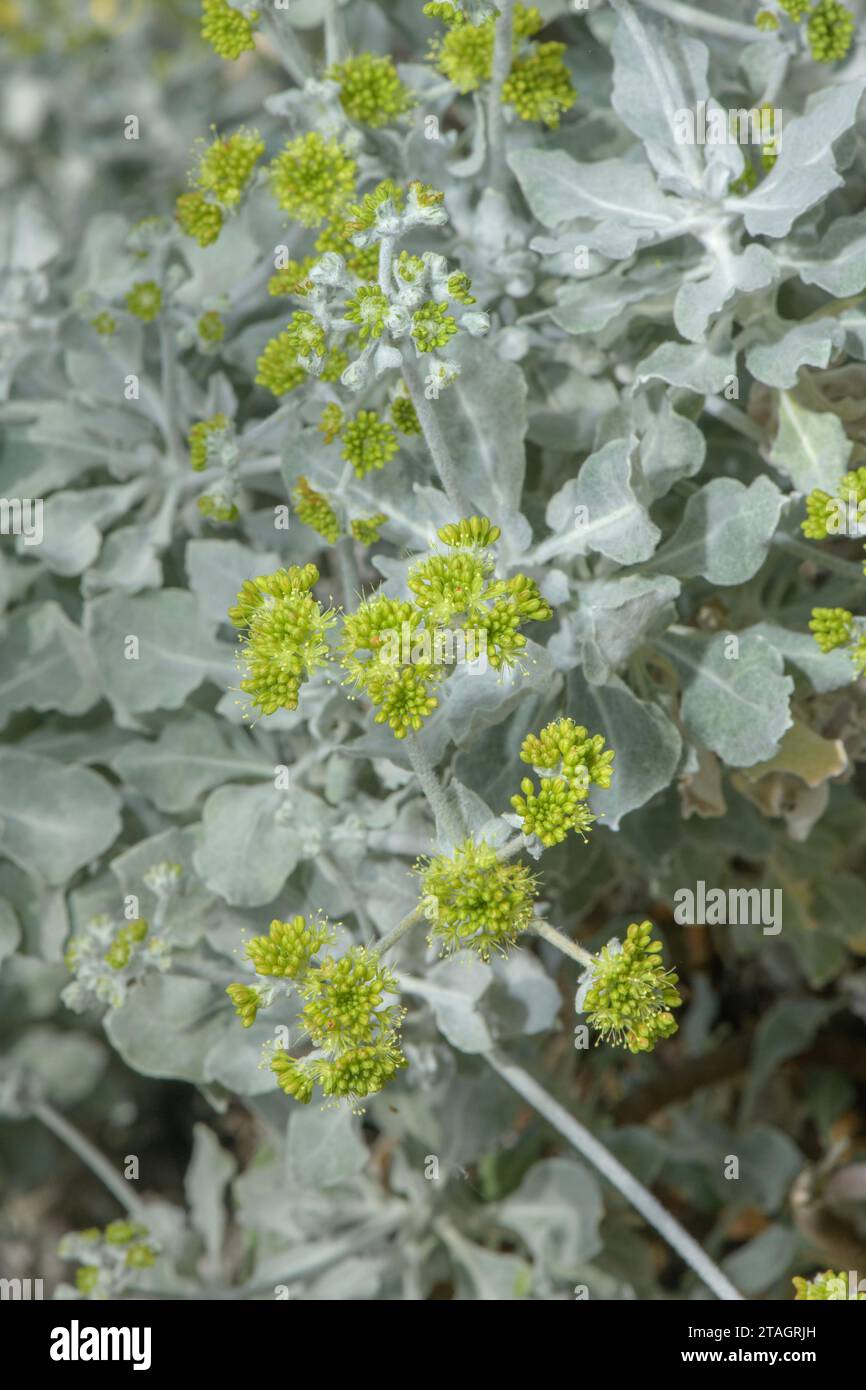 Conejo Buchweizen, Eriogonum crocatum, in Blüte; Kalifornien Stockfoto