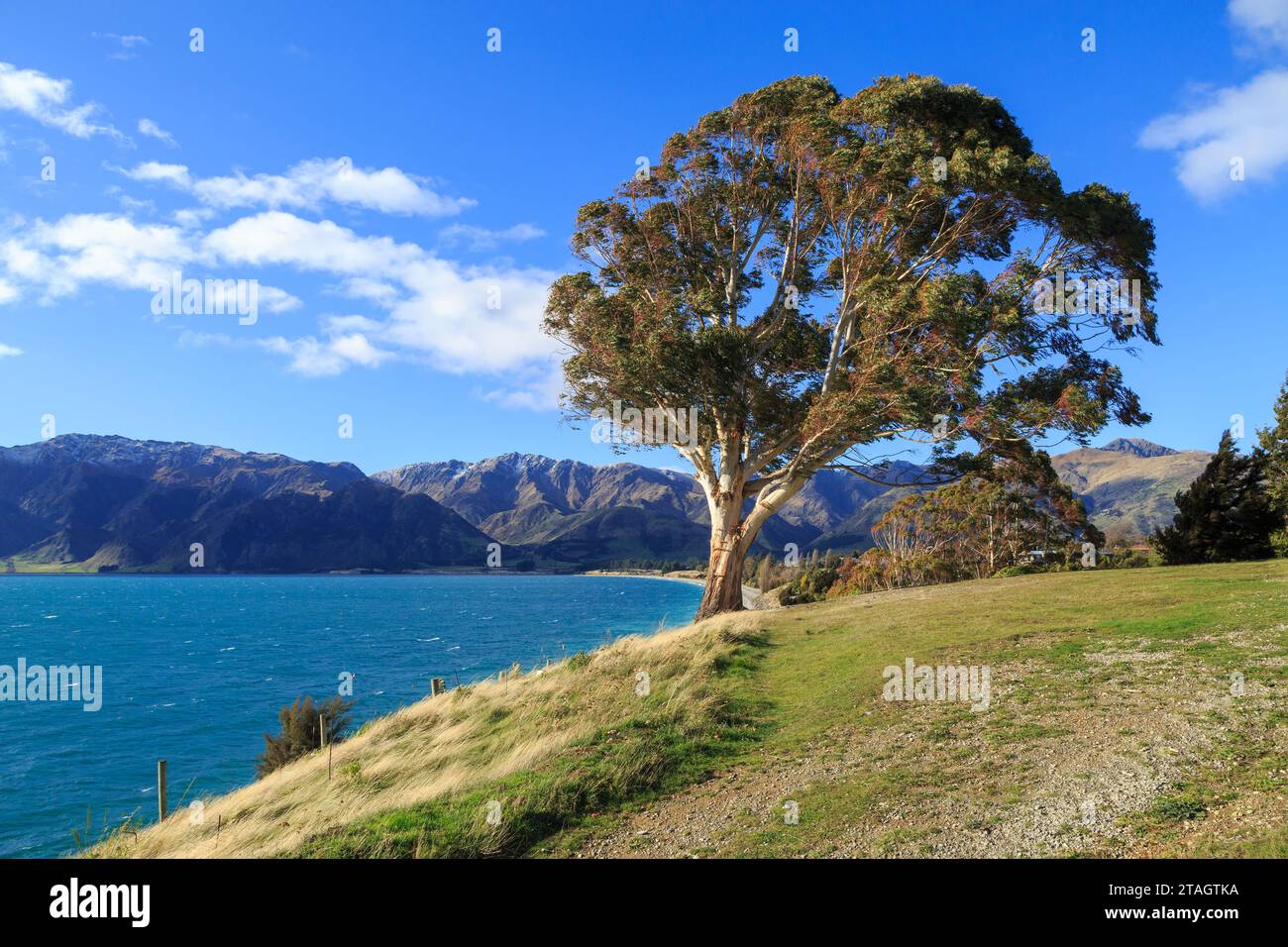 Ein vom Wind verwehter Eukalyptusbaum mit Blick auf den Lake Hawea auf der Südinsel Neuseelands Stockfoto