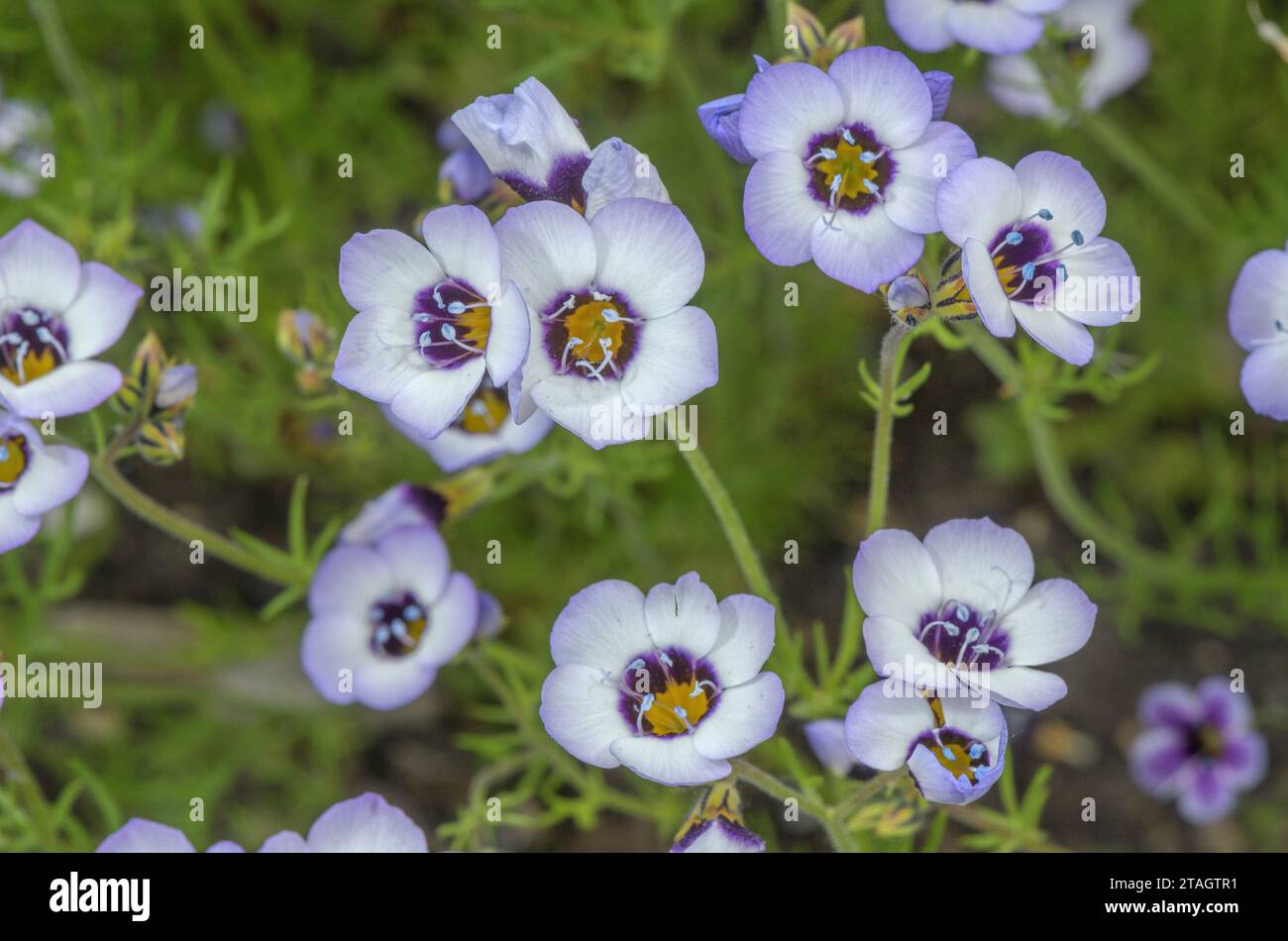 Vogelpergengilia, Gilla Tricolor in Blume. Kalifornische Endemie. Stockfoto