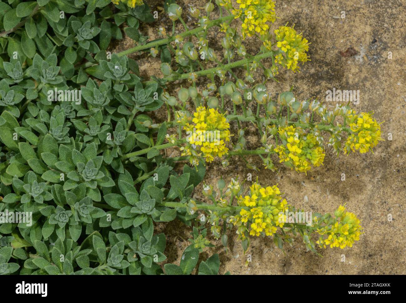 Ein Alison oder Alyssum, Alyssum diffusum; Pyrenäen und Südwestalpen. Stockfoto