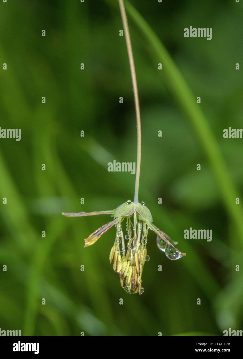 Großfruchtige Wiesenrue, Thalictrum macrocarpum in Blüte an einem nassen Tag in den Pyrenäen. Stockfoto