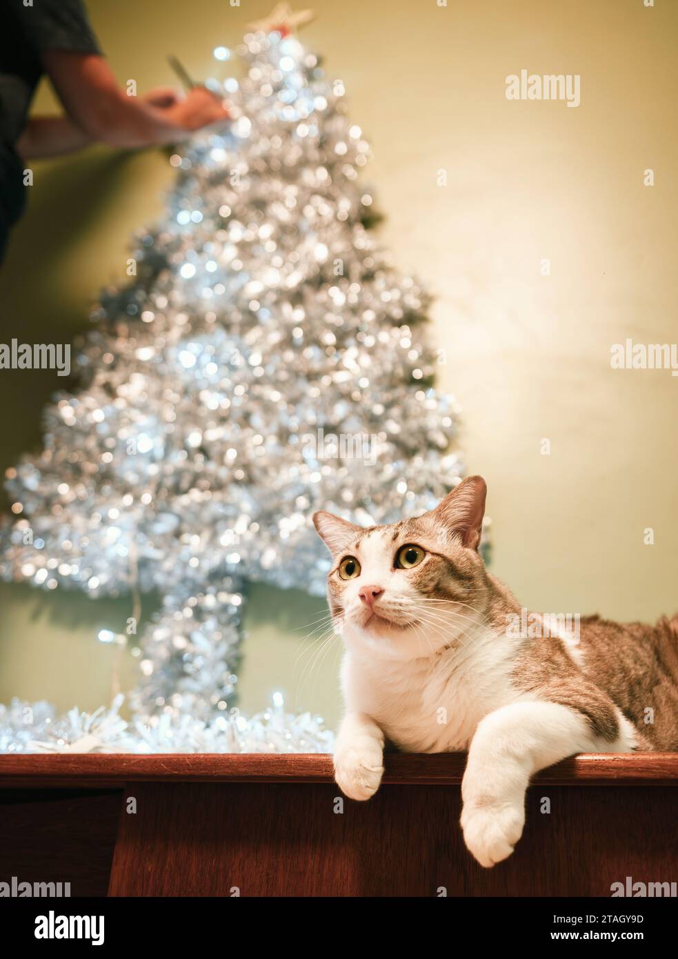 Weihnachtsbaumdekoration mit dekorativer Regenbogenbeleuchtung und Katze zu Hause. Stockfoto