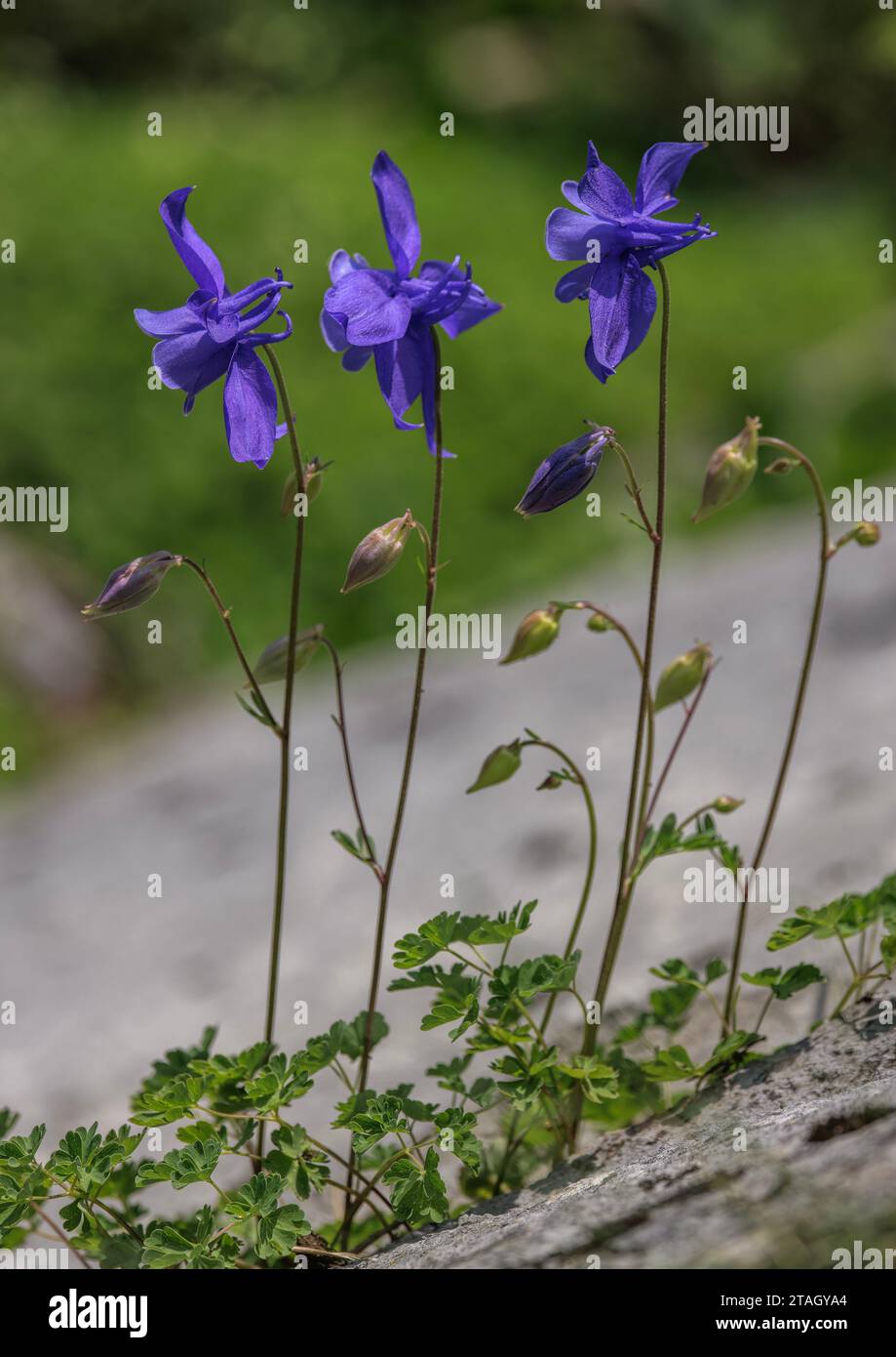 Pyrenäen-Kolumbine, Aquilegia pyrenaica, in Blüte auf einem Kalkfelsen, Pyrenäen. Stockfoto