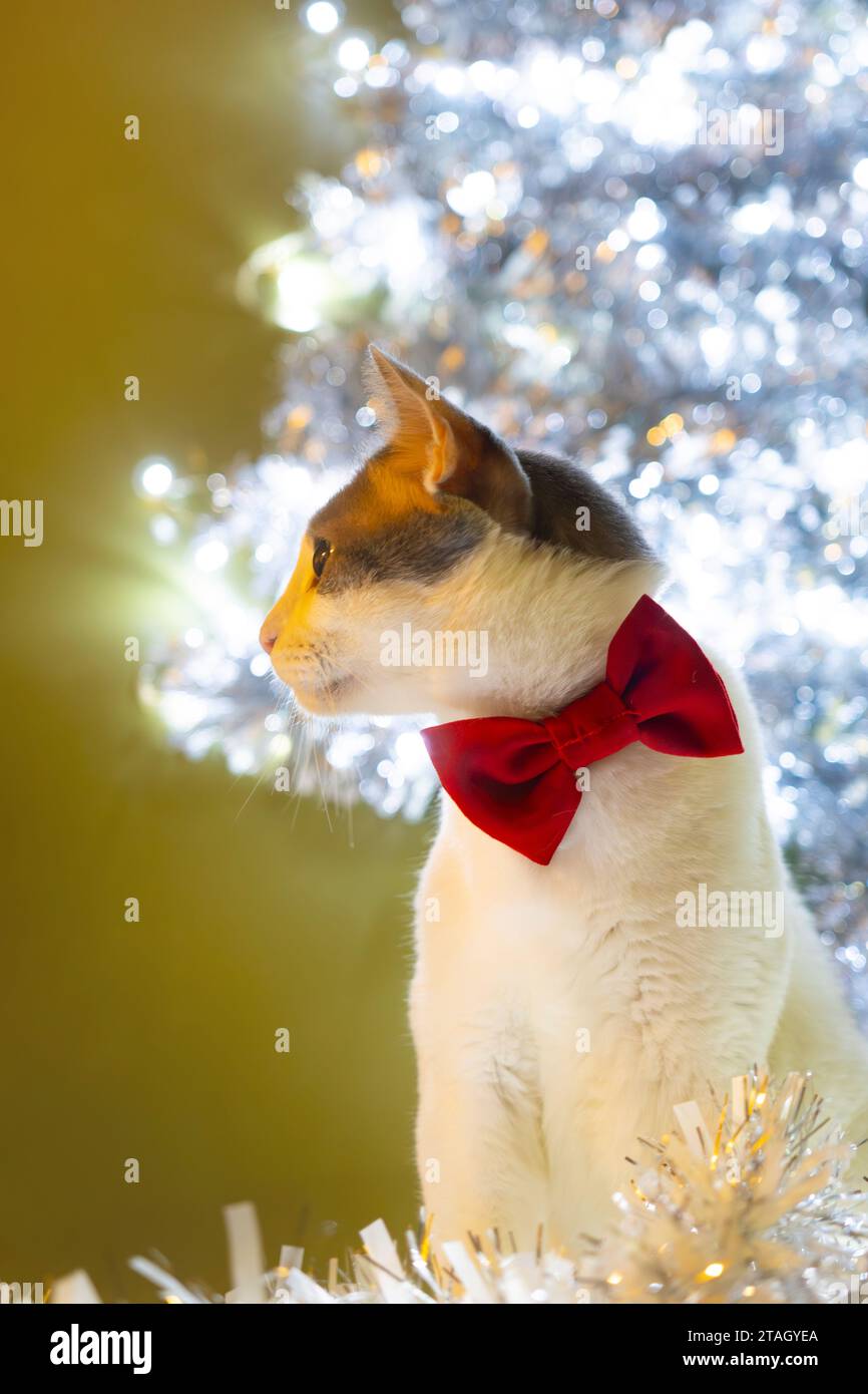 Feiern Sie Weihnachten mit einer weißen Katze, die mit einer roten Schleife gefesselt ist. Wohndekoration, Geschenke, Gebete, warme Inneneinrichtung. Stockfoto