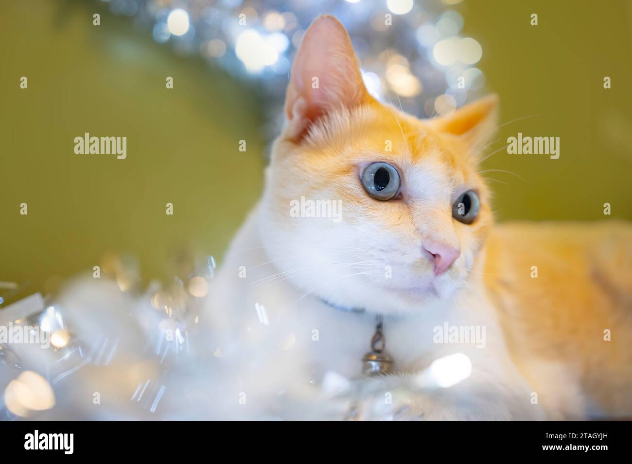 Feiern Sie Weihnachten mit einer weißen Katze. Wohndekoration, Geschenke, Gebete, warme Inneneinrichtung. Stockfoto