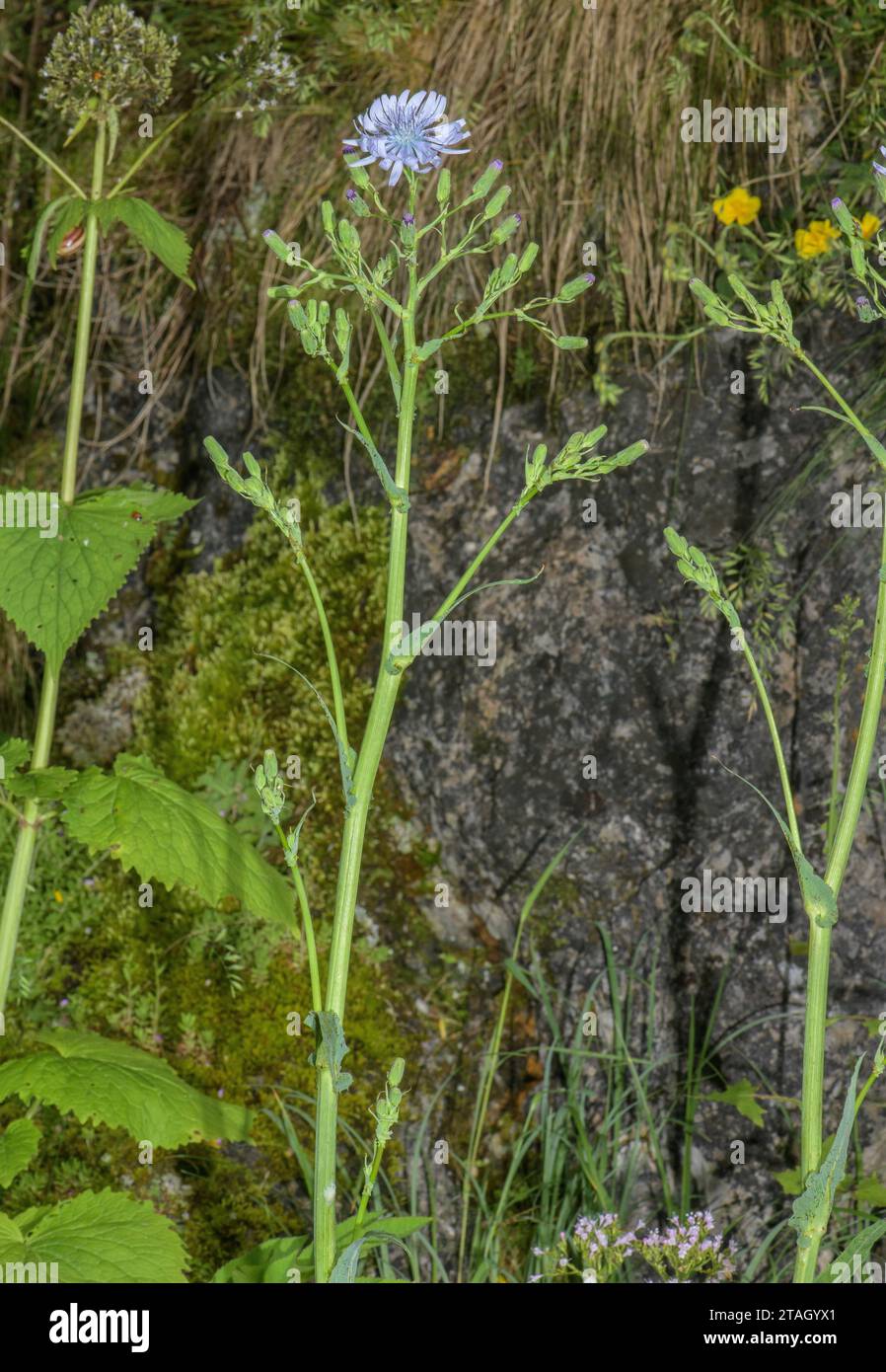 Haarlose Blausowdistel, Lactuca plumieri, in Blüte in den Pyrenäen. Stockfoto