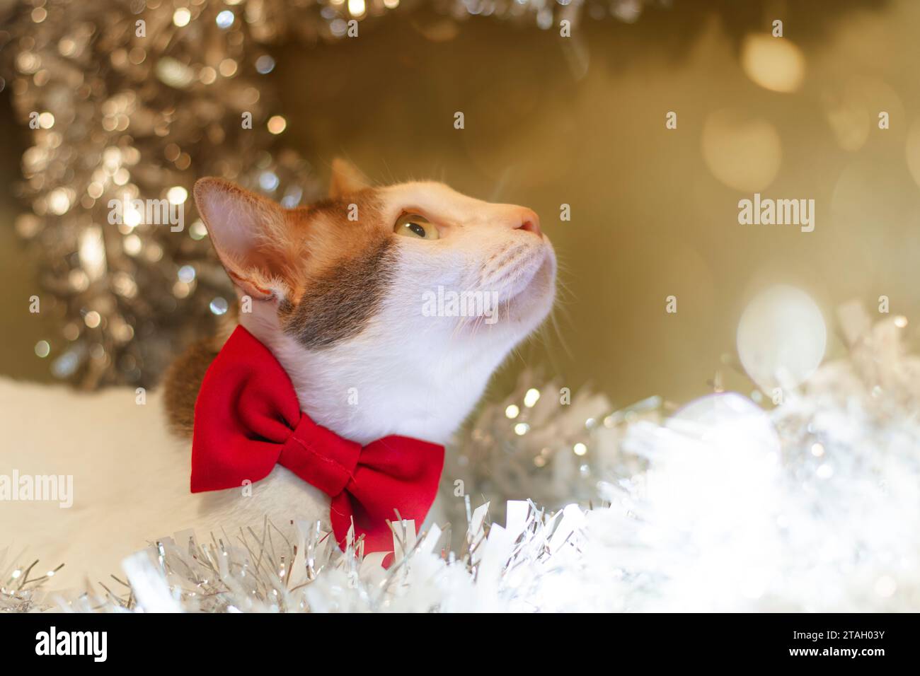 Feiern Sie Weihnachten mit einer weißen Katze, die mit einer roten Schleife gefesselt ist. Wohndekoration, Geschenke, Gebete, warme Inneneinrichtung. Stockfoto