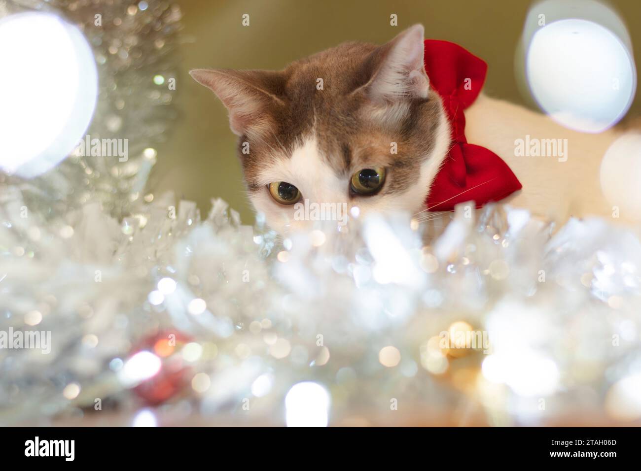 Feiern Sie Weihnachten mit einer weißen Katze, die eine rote Schleife trägt. In einem warmen Haus Stockfoto