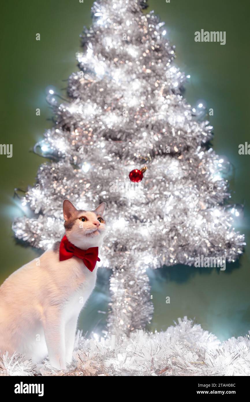 Katzen wollen Weihnachtsball schnappen. Feiern Sie Weihnachten zu Hause Dekoration, Geschenke, Gebete, warme Inneneinrichtung. Stockfoto