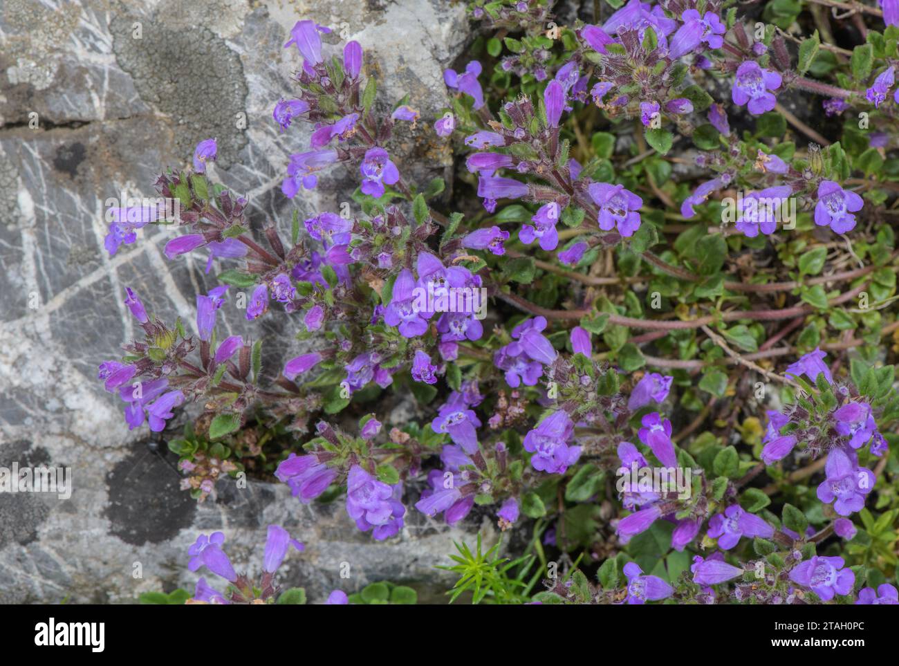 Alpines Basilikum-Thymian, Clinopodium alpinum in Blüte am Kalksteinhang, Pyrenäen. Stockfoto