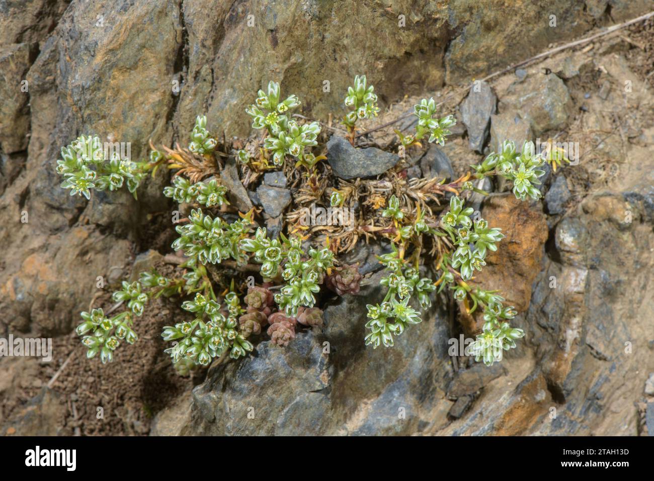 Knawel, Scleranthus perennis auf saurem Gestein in den Pyrenäen. Stockfoto