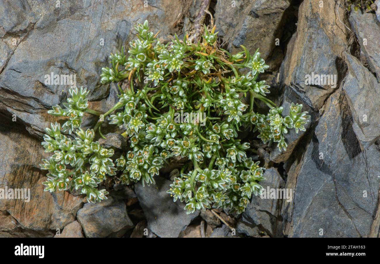 Knawel, Scleranthus perennis auf saurem Gestein in den Pyrenäen. Stockfoto
