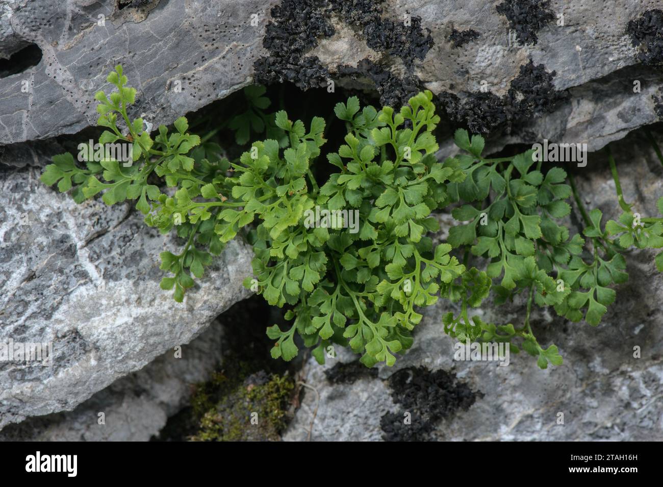 Wall-rue, Asplenium ruta-muraria, Farn wächst an alten Kalksteinmauern. Stockfoto