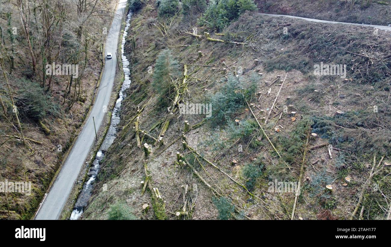 Baumstämme und Holz, die nach dem Fällen in Carmarthenshire, West Wales, UK, im März 2023 auf einem Hügel liegen Stockfoto