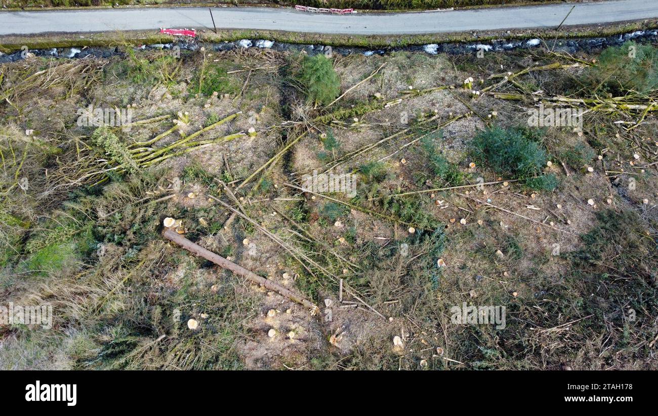 Baumstämme und Holz, die nach dem Fällen in Carmarthenshire, West Wales, UK, im März 2023 auf einem Hügel liegen Stockfoto