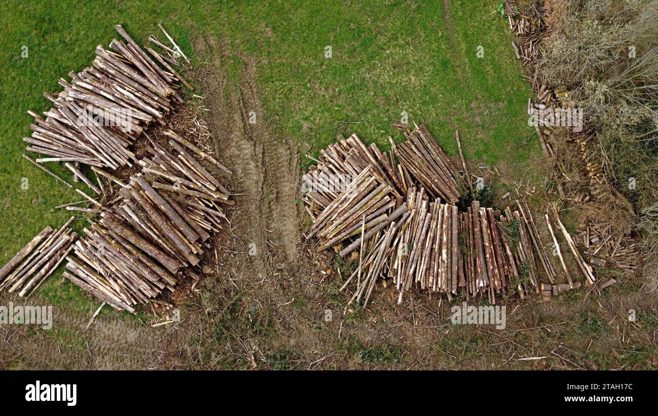 Drohnenfoto von Baumstämmen und Holzhaufen auf einem Feld nach dem Fällen in Carmarthenshire, West Wales, Großbritannien. März 2023 Stockfoto