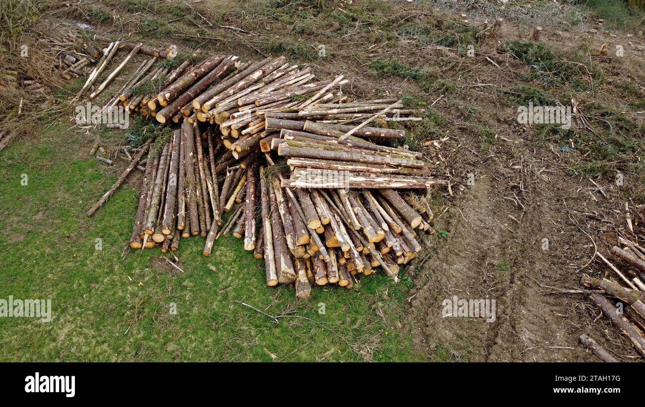 Drohnenfoto von Baumstämmen und Holzhaufen auf einem Feld nach dem Fällen in Carmarthenshire, West Wales, Großbritannien. März 2023 Stockfoto