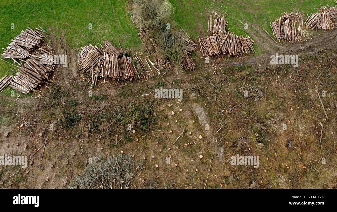 Drohnenfoto von Baumstämmen und Holzstapeln auf einem Feld neben Baumstümpfen nach dem Fällen in Carmarthenshire, West Wales, Großbritannien. März 2023 Stockfoto
