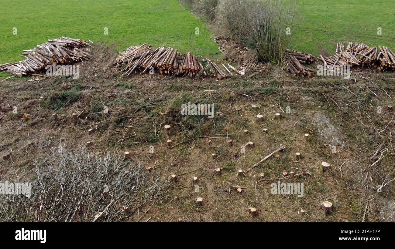 Drohnenfoto von Baumstämmen und Holzstapeln auf einem Feld neben Baumstümpfen nach dem Fällen in Carmarthenshire, West Wales, Großbritannien. März 2023 Stockfoto