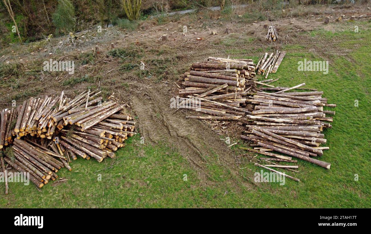 Drohnenfoto von Baumstämmen und Holzstapeln auf einem Feld neben Baumstümpfen nach dem Fällen in Carmarthenshire, West Wales, Großbritannien. März 2023 Stockfoto
