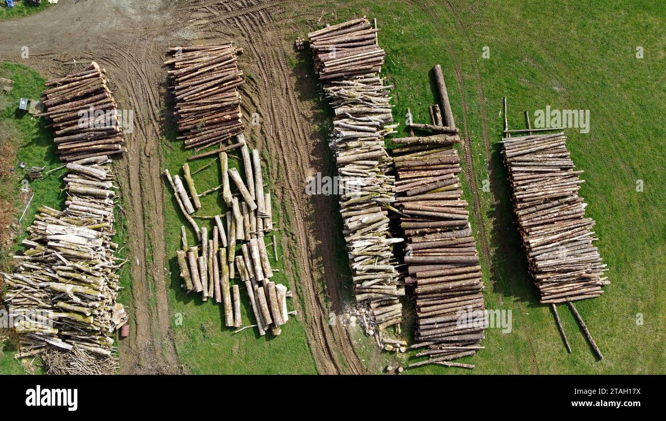 Drohnenfoto von Aschen- und Fichtenstämmen und Holz auf einem Feld nach dem Fällen in Carmarthenshire, West Wales, Großbritannien. März 2023 Stockfoto