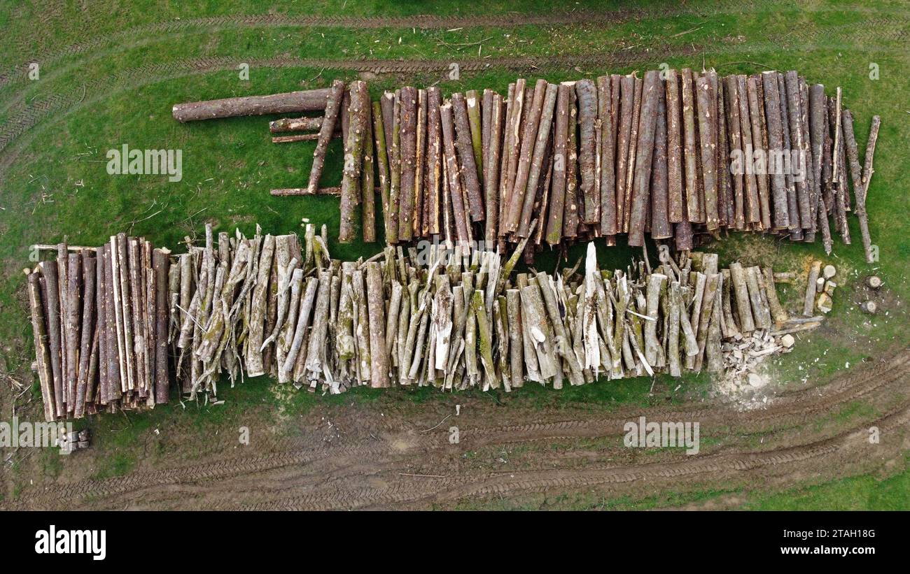 Drohnenfoto von Aschen- und Fichtenstämmen und Holz auf einem Feld nach dem Fällen in Carmarthenshire, West Wales, Großbritannien. März 2023 Stockfoto