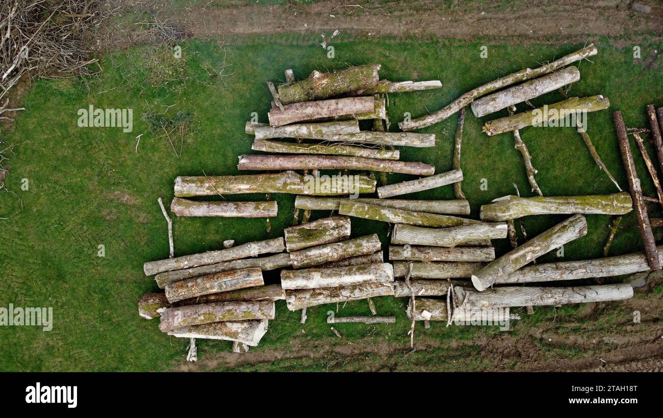 Drohnenfoto von Eschenenstämmen und Holzhaufen auf einem Feld nach dem Fällen in Carmarthenshire, West Wales, Großbritannien. März 2023 Stockfoto