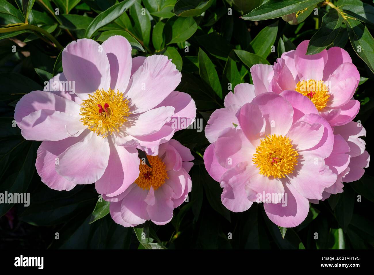 Paeonia lactiflora Nymphe, Pfingstrose Nymphe, einzeln, blassrosa Blüten, goldene Staubblätter Stockfoto