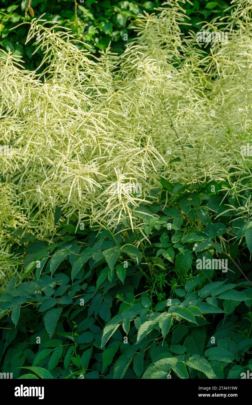 Aruncus dioicus, Ziegenbart, Aruncus plumosus, Aruncus sylvestris, feurenartige Spitzen aus winzigen, cremefarbenen Blüten Stockfoto