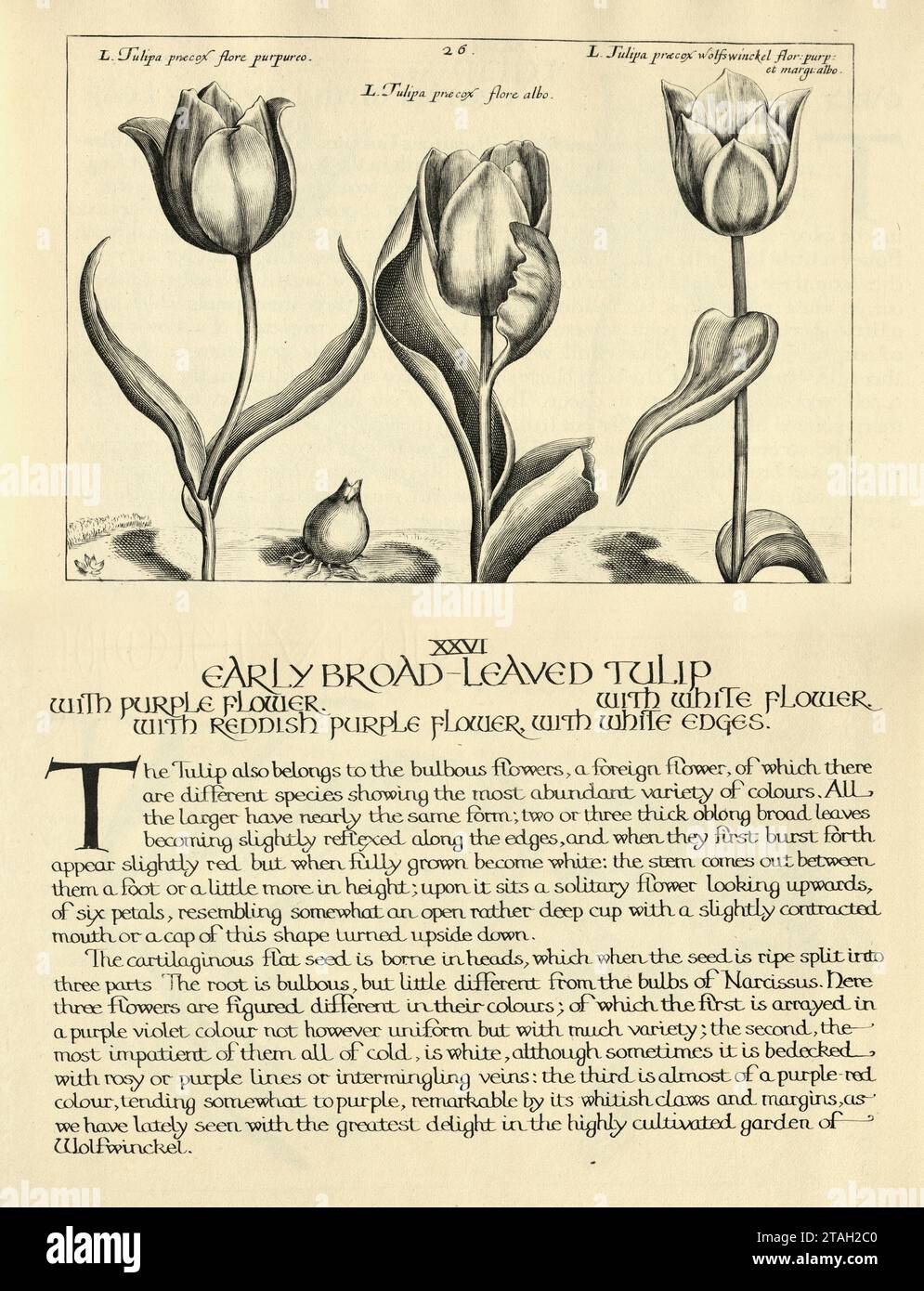 Botanischer Kunstdruck der frühen, breitblättrigen Tulpe, von Hortus Floridus von Crispin de Passe, Vintage Illustration, 17. Jahrhundert Stockfoto