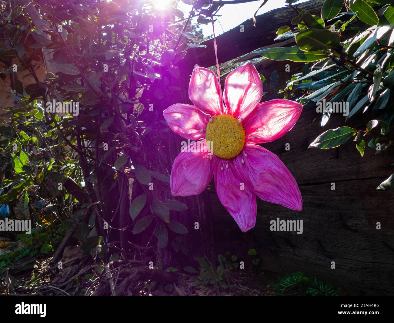 Künstlerische Blume, die in einem Baum hängt und von der Sonne beleuchtet wird Stockfoto