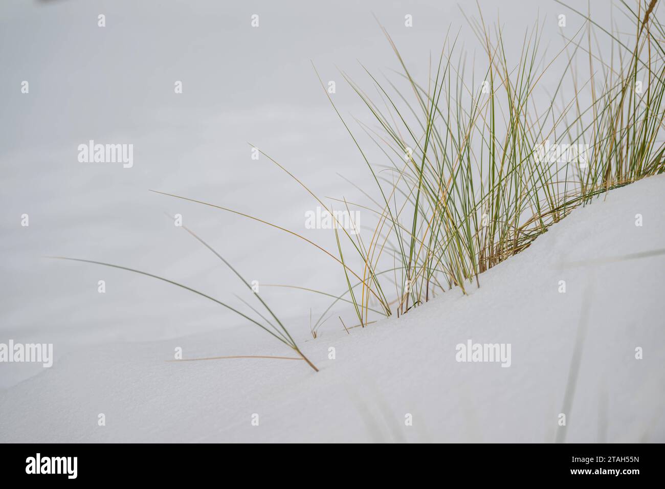 Rostock Warnemünde Strand, Deutschland 30. November 2023 der Winterhut Einzug halten. Strandhafer, Gras auf einer sonst schneebedeckten Düne Warnemünde Mecklenburg-Vorpommern *** Strand Rostock Warnemünde, Deutschland 30 November 2023 Winter ist angekommen Strandgras, Gras auf einer sonst schneebedeckten Düne Warnemünde Mecklenburg-Vorpommern Copyright: XFotostandx/xVoelkerx Credit: Imago/Alamy Live News Stockfoto