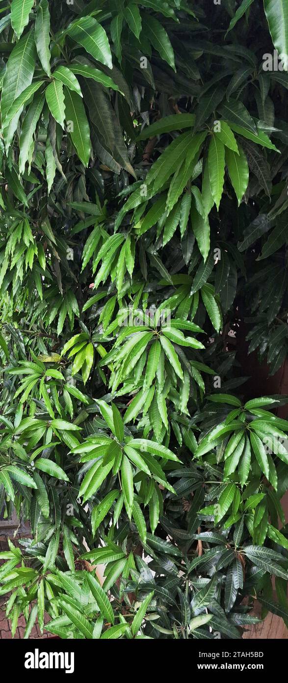 Mangobaum: Zauberhafte Nahaufnahme: Die natürliche Schönheit des Mangobaumes, aufgenommen im Dezember Stockfoto