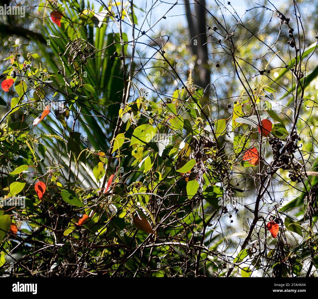 Grüne und charakteristische ältere rote Blätter des australischen blutenden Herzbaums Homalanthus populifolius im subtropischen Tiefland-Regenwald in Queensland. Stockfoto