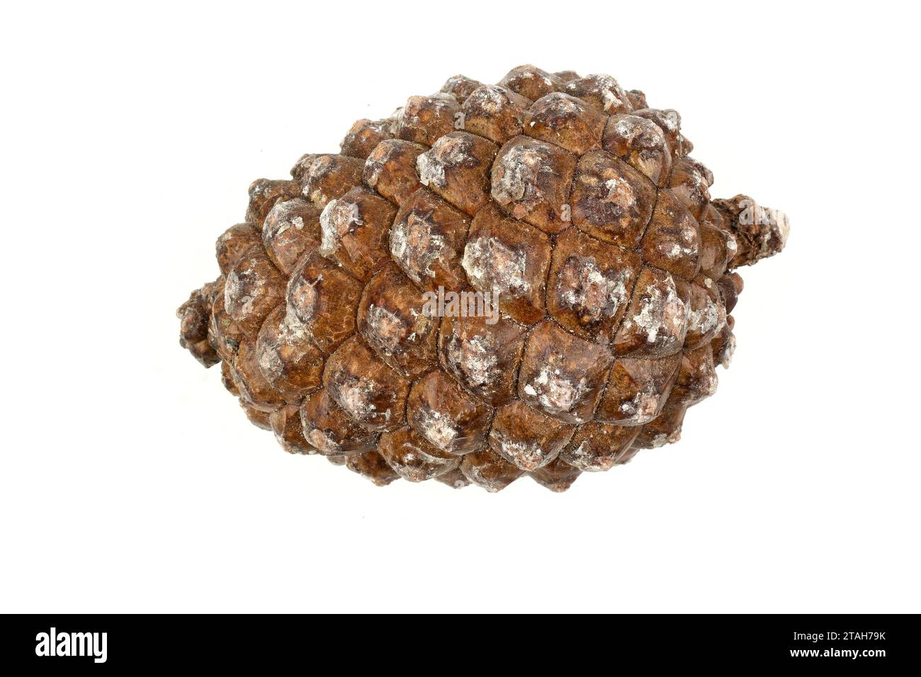 Biologisches Beispiel von fibonacci-Spiralen an einem Pinienkegel isoliert auf weißem Hintergrund. Stockfoto