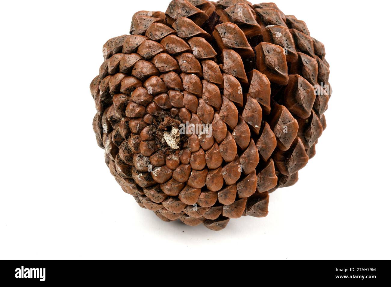 Biologisches Beispiel von fibonacci-Spiralen an einem Pinienkegel isoliert auf weißem Hintergrund. Stockfoto