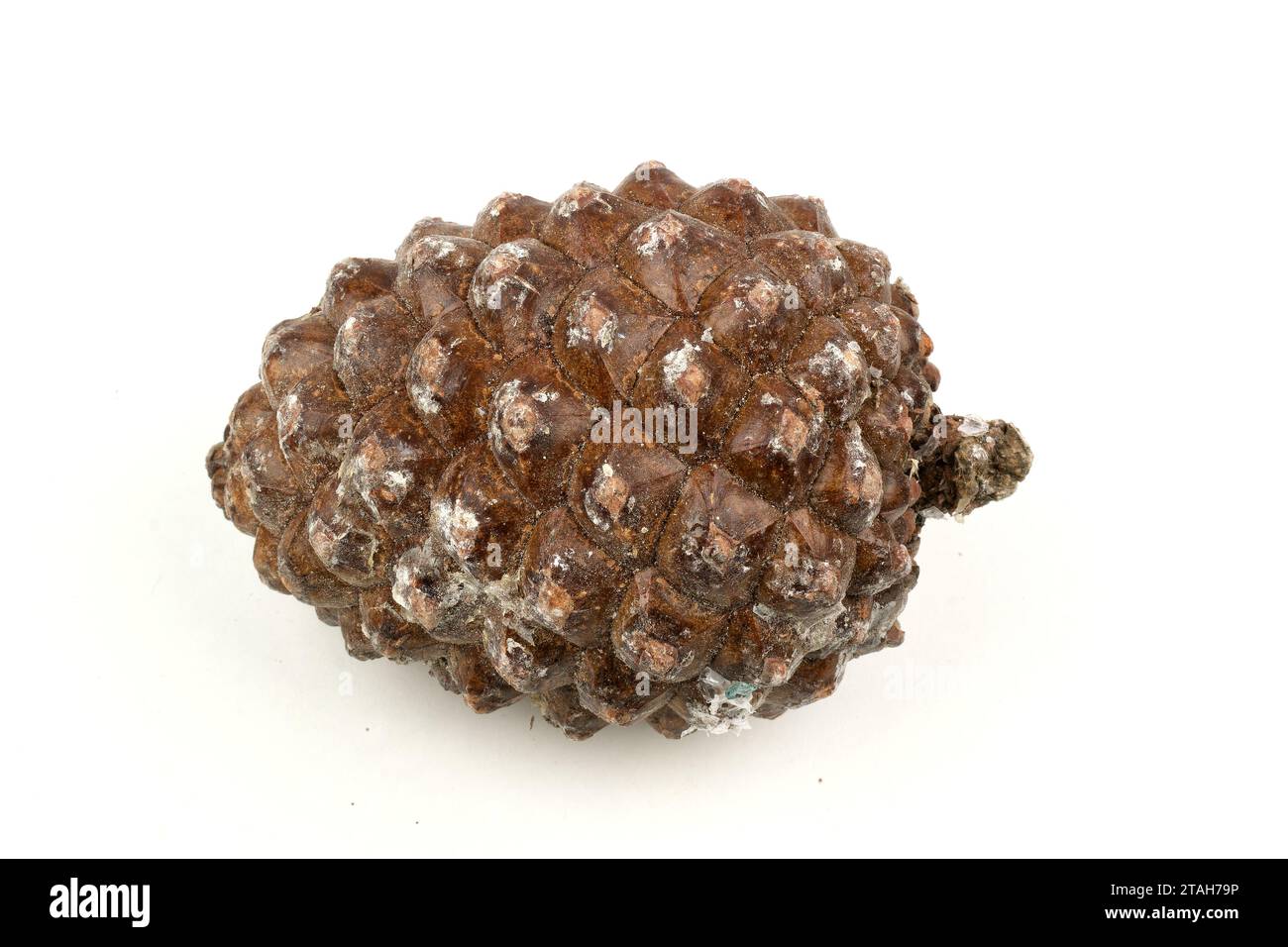 Biologisches Beispiel von fibonacci-Spiralen an einem Pinienkegel isoliert auf weißem Hintergrund. Stockfoto