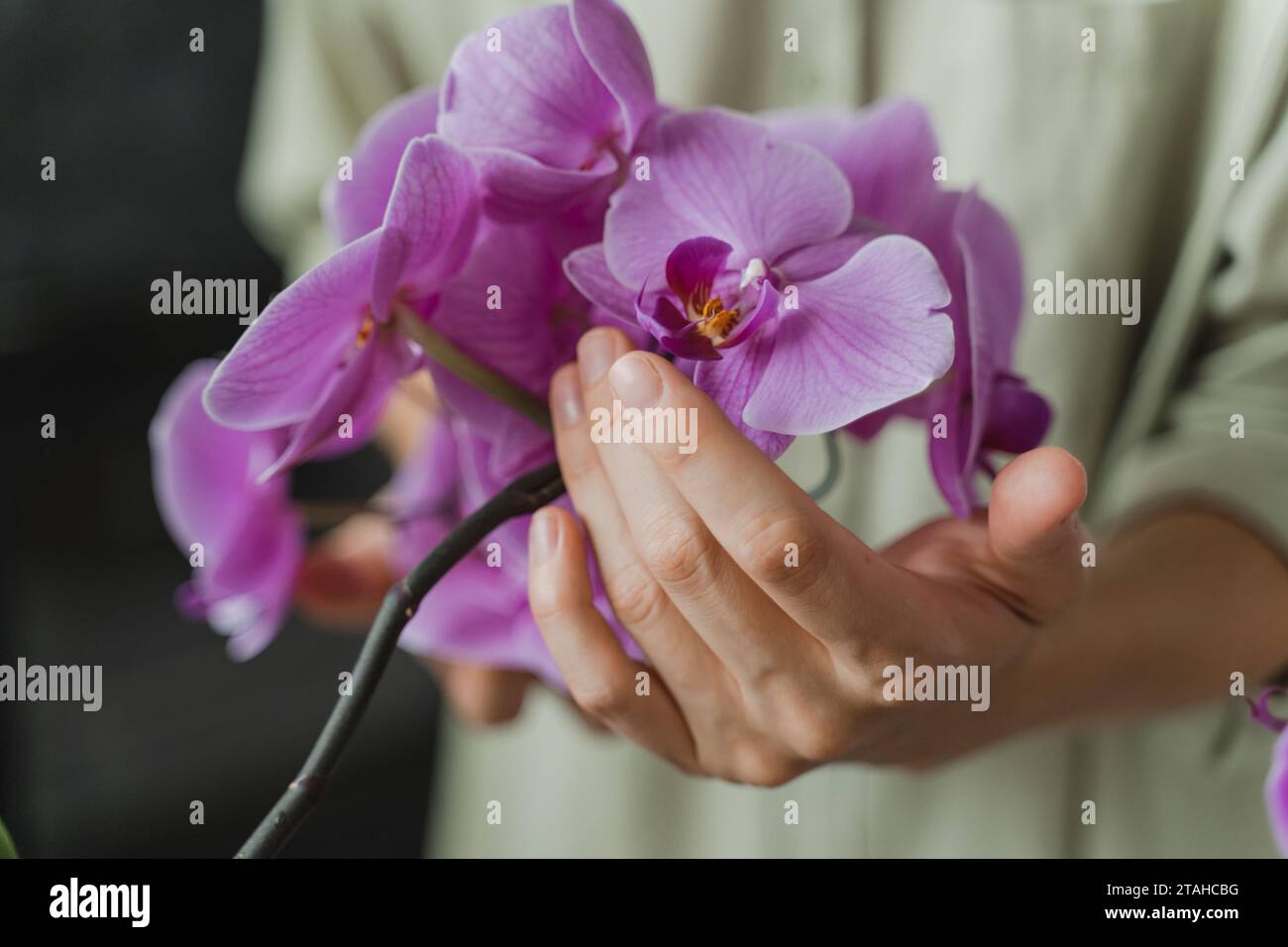 Halten Sie die phalaenopsis-Blüten vorsichtig in den Händen. Orchideenpflege Stockfoto