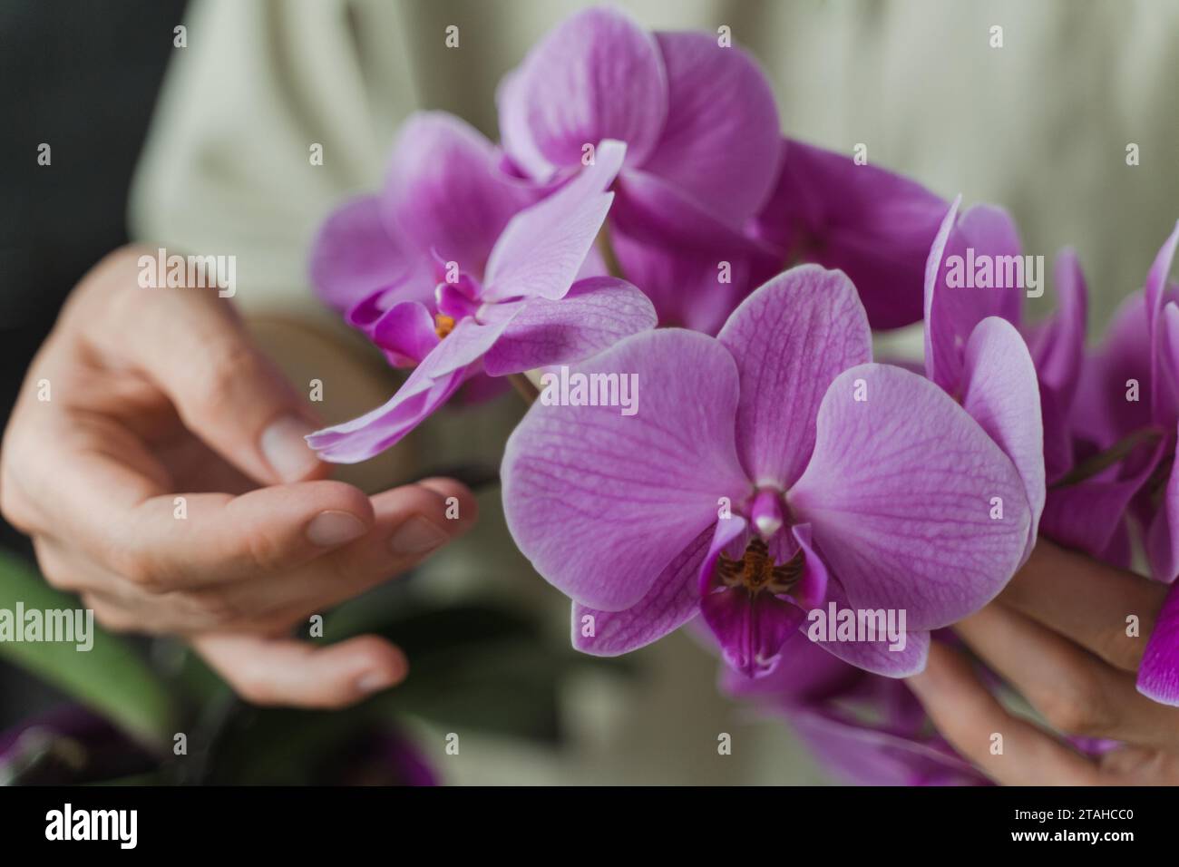 Halten Sie die phalaenopsis-Blüten vorsichtig in den Händen. Orchideenpflege Stockfoto