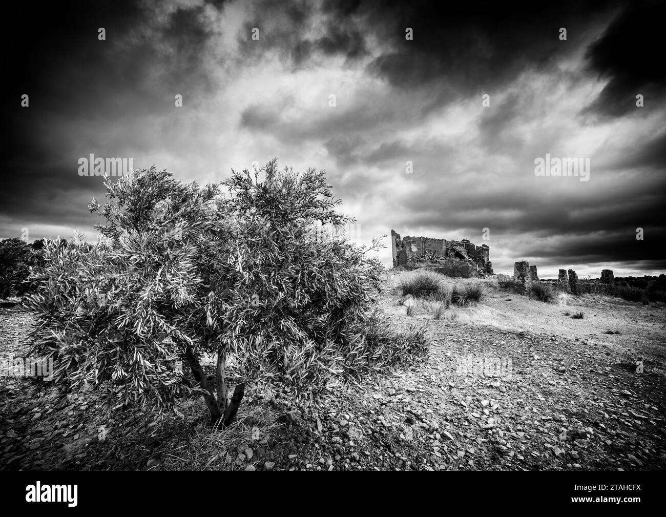 Olea europaea in Alhambra-Ciudad Real. Stockfoto