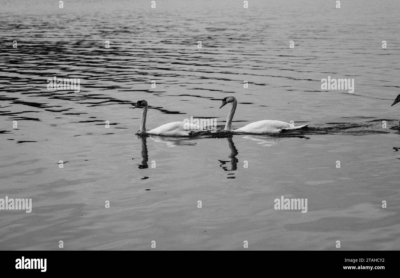 Schwarz-weiß schöne Schwäne im Wasser Stockfoto