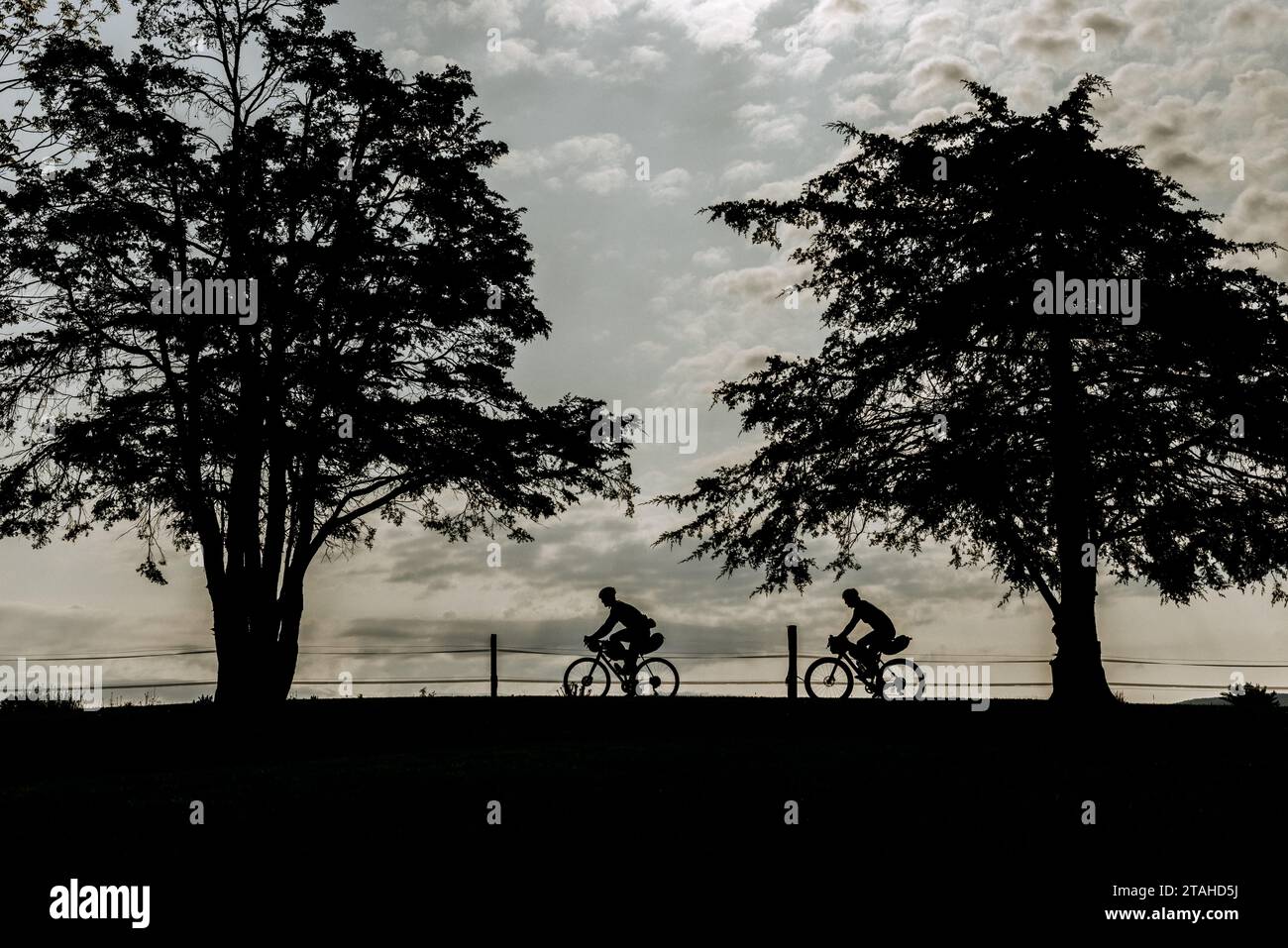Zwei Radfahrer und zwei Bäume im Himmel, vermont Stockfoto