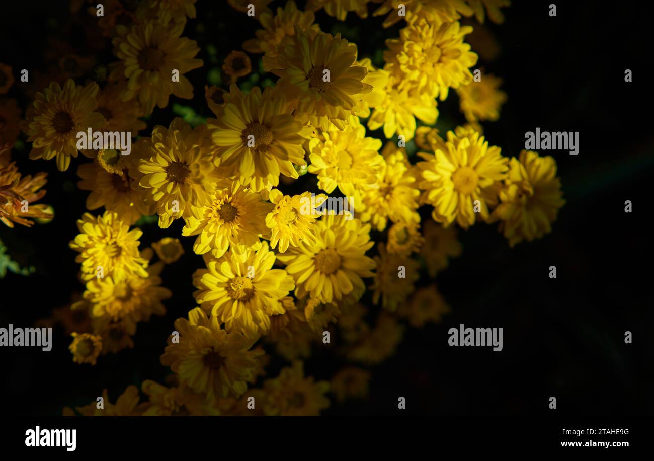 Gelbe Chrysanthemenblumen im Garten auf schwarzem Hintergrund Stockfoto