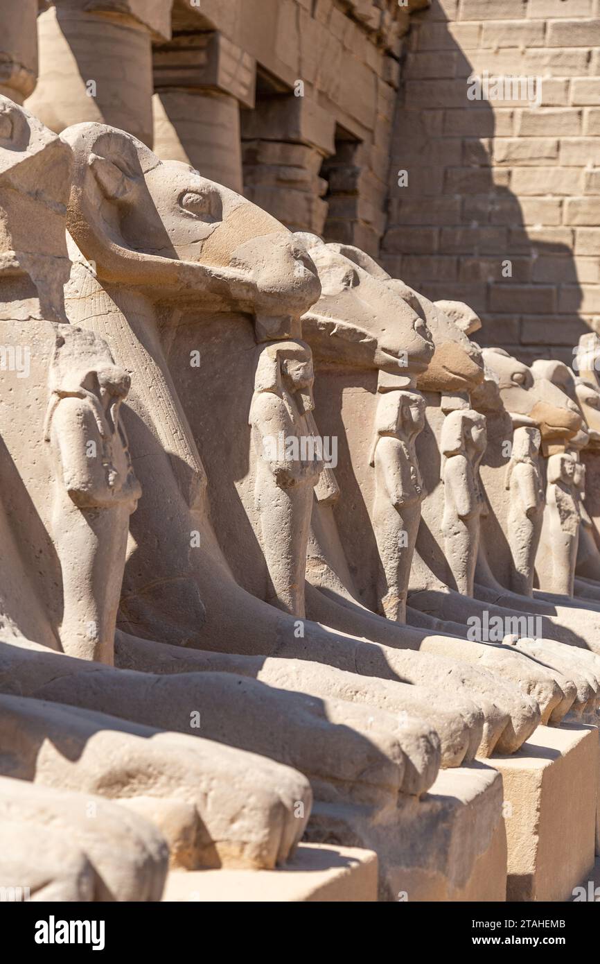 Ägyptische Sphinxe im Karnak-Tempel in Luxor Stockfoto