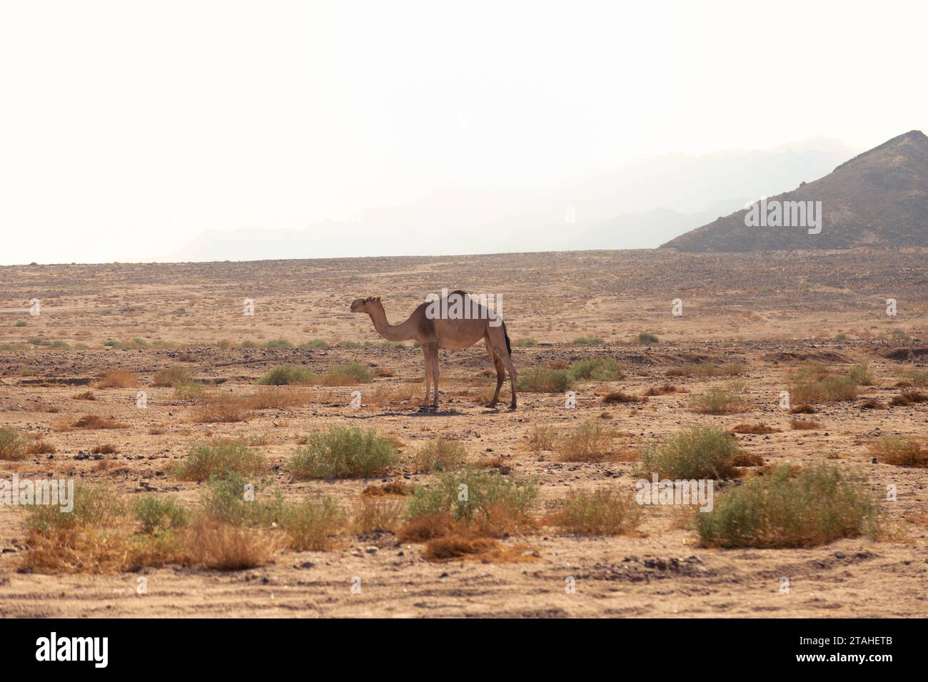 Ein Kamel in der Wüstengegend an einem heißen Tag in Dahab Stockfoto