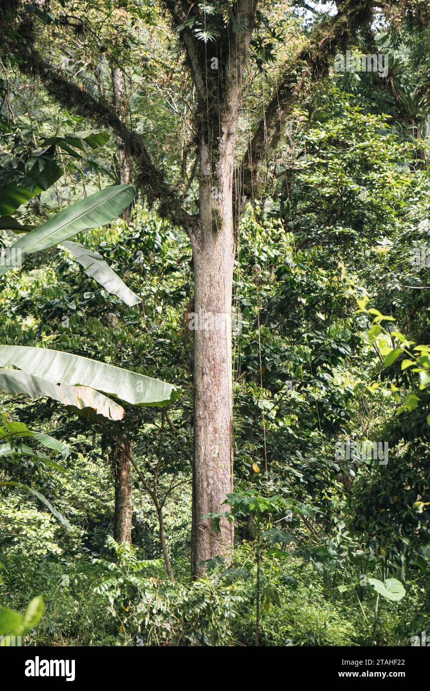 Ein hoher Baum mit Moos auf seinen Ästen hebt sich im Wald hervor Stockfoto